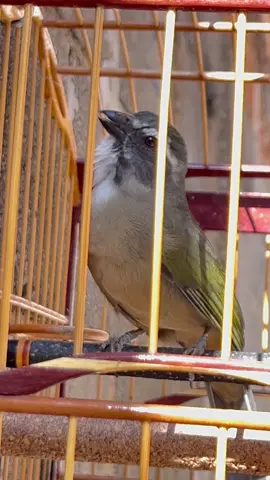 Trinca ferro boi cantando pichorole cantando com boi#trincaferrocantandomuitobonito#osmelhorescantodotrincaferroboiadeiro#passarosdefibra#passarosdetorneio#passarosdanossarejião