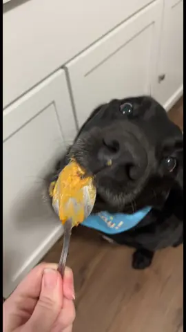 My boy #blacklab #blacklabrador #blacklabsoftheday 