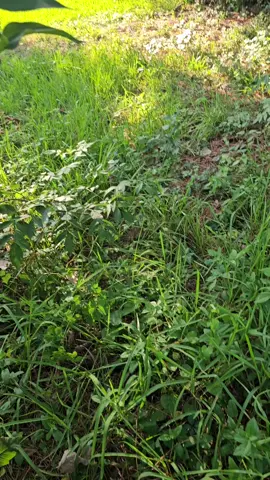 #treeservice #treeclimber #parati #foryoupageofficiall #chapin #Houston #deadtree 