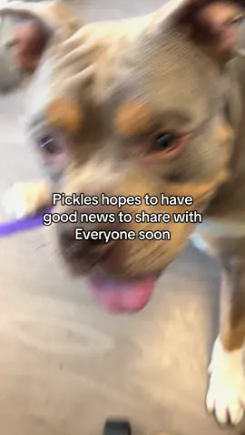 After Pickles was posted on Tik Tok he received multiple apps. We’re hoping we found his perfect match. Dogs like him sit and wait everyday. Check out your local shelter for your Pickles #fyp #shelterdog #adopt #newkensingtonpa #bullybreeds @AnimalProtectors 