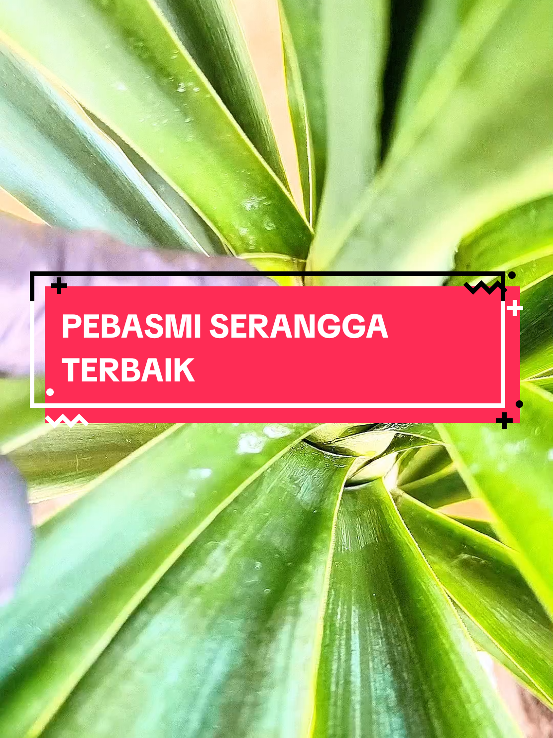 Pembasmi Paling Berkesan guy!! #racunserangga #racunseranggaterbaik #tipsberkebun #loveplants 