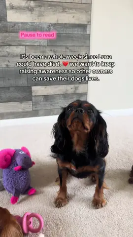 One week ago we nearly lost our baby girl. 💔let’s spread awareness of this horrible condition, it comes with no warning or signs! And can be fatal! #spreadawareness #dogsoftiktok #furbabys #cavalierkingcharles #poorlydog 