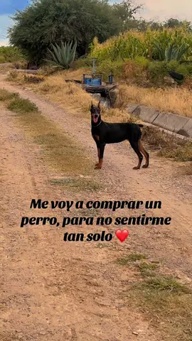 #doberman #joansebastian #perros #paratiiiiiiiiiiiiiiiiiiiiiiiiiiiiiii #fyp 