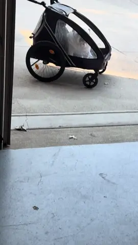 #englishbulldog #stubborndog #dogsoftiktok 