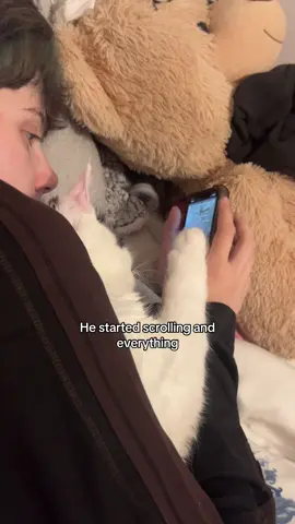 If you check the other video I posted with this one it was like a joint video like he was watching the phone and I stopped filming so he put his paw on my partners hand so I was joking saying he was scrolling I DID NOT EXPECG THIS MANY PEOPLE TO SEE IT SO I DIDNT THINK I WOULD HAVE TO EXPLAIN LMAO #mainecoonkitten #wlw #👩‍❤️‍💋‍👩 #K #fyp 