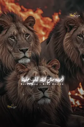 مش بحد احنا بنفسينا : ومجننين بشوات 🧏‍♂️👌🏻#ميدو_مزيكا #marting_mido_mazika @حنان احمد Hanan Ahmed 
