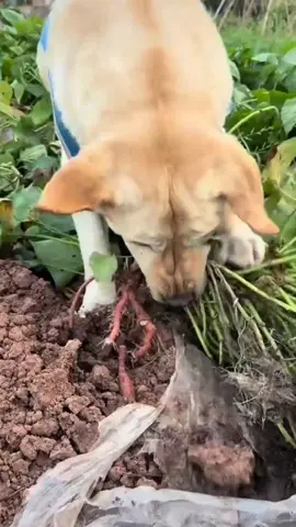 #funnydog #comedy #funnyvideos #comedy 