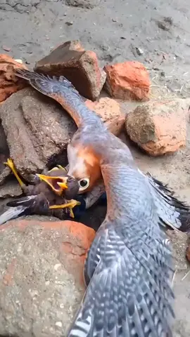 this man saved myna from the eagle and happy ending 🥰 #rescueanimals #birdsoftiktok #cutebird #babyanimal #fyp 