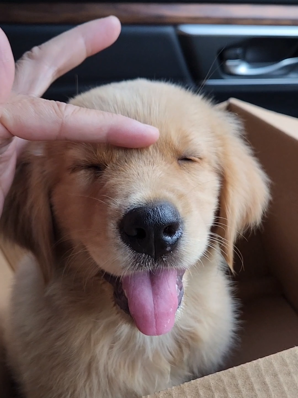 Dede pinter-pinter di rumah baru ya 🐶 #goldenretriever #puppy #dogsoftiktok 