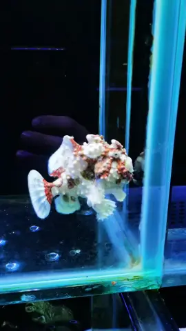 #tiktokgiaitri #xuhuongtiktok #xuhuongfacebook #giaitri #cácảnhđẹp #mêcácảnh #xuhuong #tiktok #cácảnh #cá #fpy #shortbodyfish #cachepphitan #cacanh #cachepsutu #cachepphitanvip #facebook #cacanhanhsaomai #chepsutu #nghechuchot #viralvideo #LearnOnTikTok #cachepsutuvip #carong #arowana #caloc #cakieng #trend #ott #phitan #cáchépsưtử #chépsưtử #chépsưtửtrắng #thuysinh #guppy #betta #aquarium #locnuoihoca