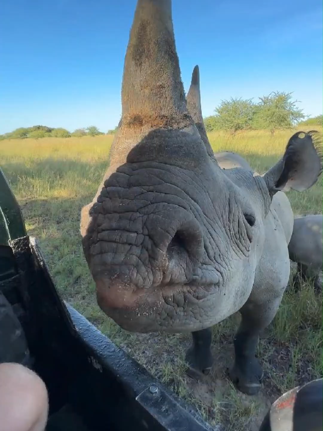 Rhino Horn s Value Will Shock You #wildlife #facts #rhino