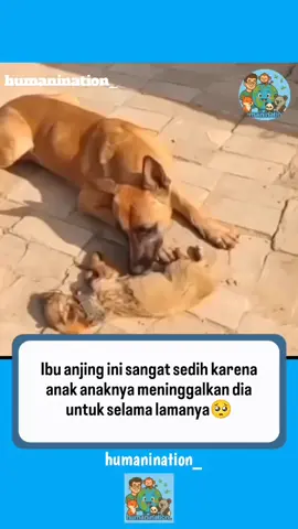 kasih IBU sepanjang masa  #hewanjugapunyaperasaan #fyp #viral 