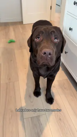 He’s either 😇🧘🏽‍♂️😴 or 🤪👹😈 and there is no in between  #PetsOfTikTok #labpuppy #labradorretriever #fyp #viral 