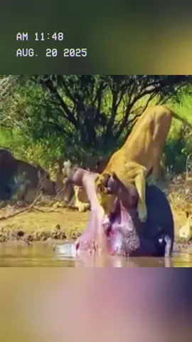 Just how powerful is hippo explosion? #wildanimals #animals #foryou 