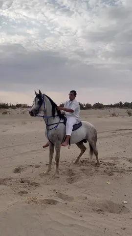 الفحل النادر رماش ماشاءالله تبارك الرحمن🔥🔥🫡#اكسبلورexplore #الخرمه_الغريف_رنيه_رماح #خيل_وخياله🐎 #خيول #نجران 