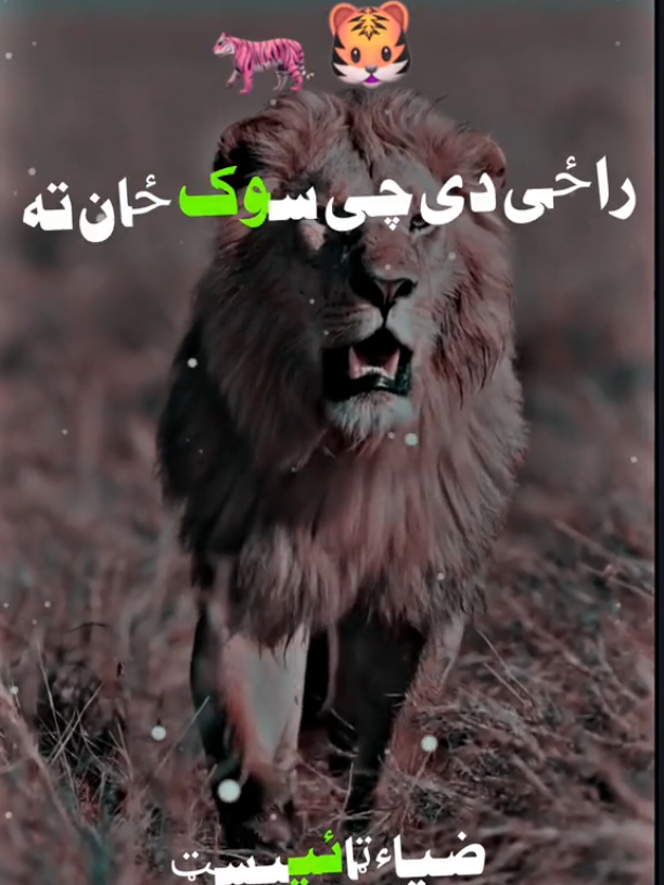 che sok zan ta waya badmash #pashtopoetry #pashtolines #viralvideo #pashtolines #pashtopoetry✍️ 