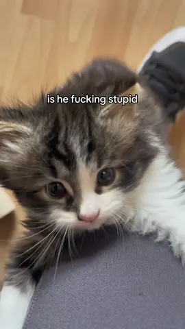 he caused world wars. hes not innocent #fyp#foryou#kitten#silly#cat