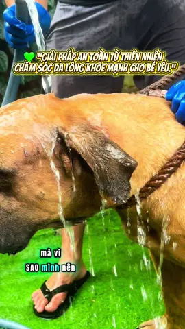 “Da yếu = ký sinh dễ tấn công ⚠️” “Ngứa, rụng, viêm da? → Có giải pháp ✅” “Thảo dược thiên nhiên, an toàn cho thú cưng 🌿” “Giá ưu đãi: chỉ 90k 3 lần tắm 175k 7 lần tắm 🔥 #xuhuong #KinhNghiemNuoiCho #banhangcotam #NuoiChoThongThai #tamthaoduoc 