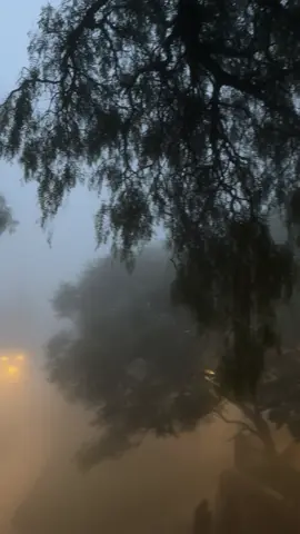 فايق يا هوى!#هواجيس#فيروز #اغاني #اجواء#p 