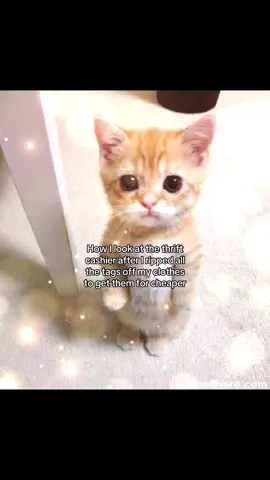 Am I the only one? #thrift #secondhand #clothes #fyp #cheap  