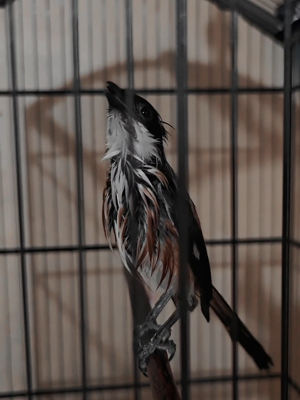 Replying to @alvendrapv  #Pencetakaamatir #dhotSF #airsaktiumikasum @umikasum.official  #Cendetborneo #cendetJettLee 