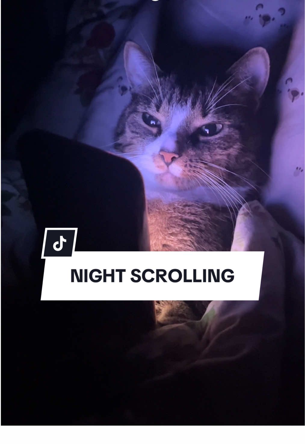 Night scrolling 😹🐾🤳 #cat #funnycat #kot #catoftheday 
