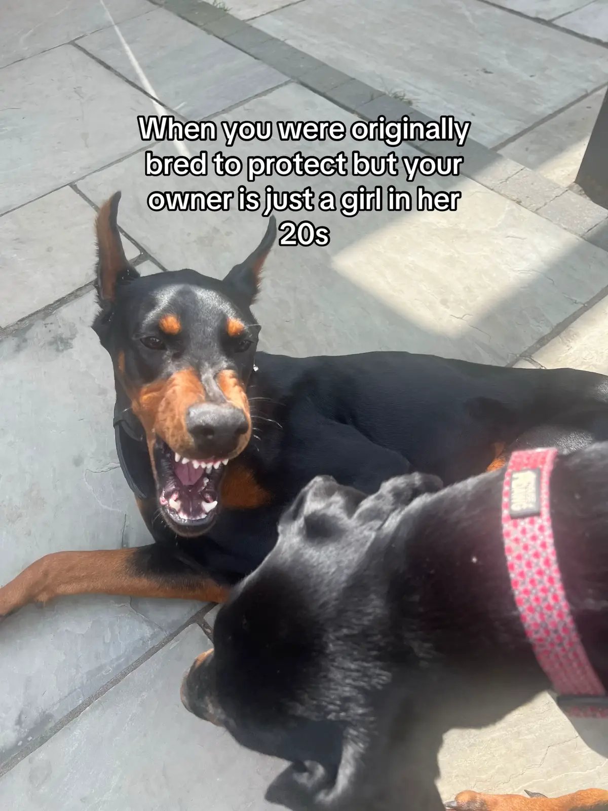 What can I say #dogsoftiktok #doberman #fyp