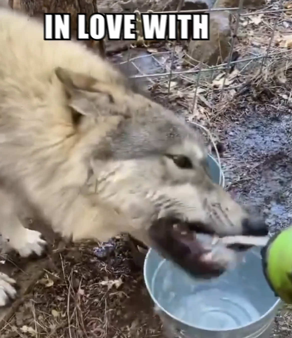 I’M STILL IN LOVE WITH JUDAS WOLPY 🐺⭐️ #wolpwednesday #wolf #wolves #edit #fyp