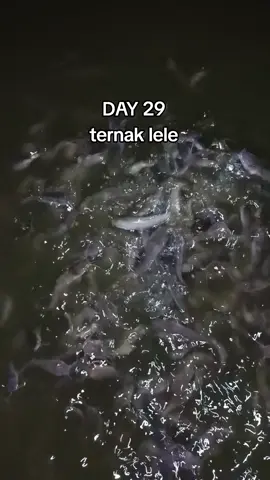 semoga awet sampai panen#4u #peternakmuda #bibitlele #ternaklele #ikanlele 