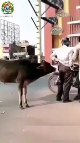 #creatorsearchinsights  Laugh Out Loud: Hilarious Animal Antics! #funnyanimals, #catvideos, #animalcomedy, #viralpets, 