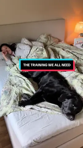 Seems like a totally normal workout to me 😌😇 #dogs #dogsoftiktok 