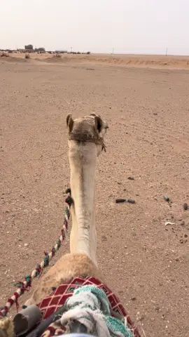 #اكسبلور #الدواسر #ترند #خطلان_الايدي 