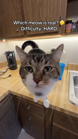 How many did you guess? 😅 Cat meow sound effect #embracepetinsurance 