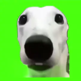 Chien qui grelotte #chien #meme #fyp #pourtoi #fondvert 