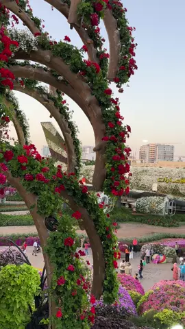 Miracle Garden #dubai 