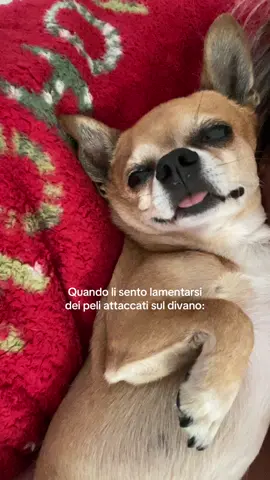 😂❤️ #chihuahua #chihuahuastiktok #dog #dogsoftiktok 
