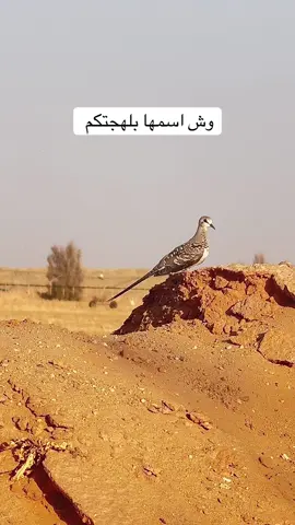 #محمد_مقبول #صيد#مقناص#قمري #طيور 