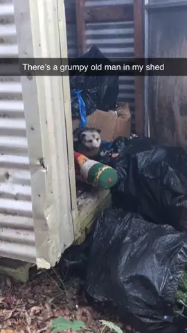 #grumpyoldman #opossum #opossumsoftiktok #friendshaped #possum 