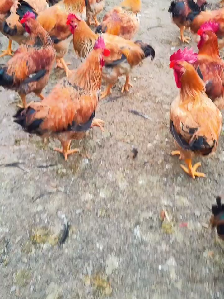breed3456#hen #eatingbirdfood #chicken #birds #usa