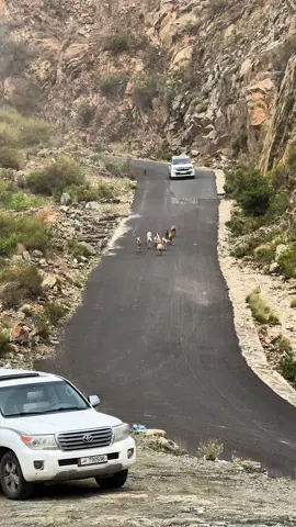 #اليزيدي #يافع #بدون_موسيقى #fyp #explore 