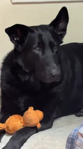 #letsbebetter #dog #dogsoftiktok #connecticut #fyp 
