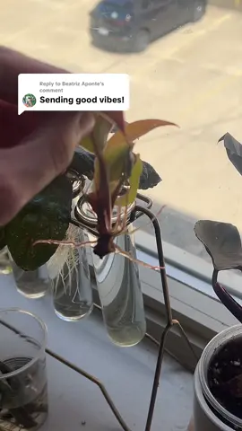 Replying to @Beatriz Aponte it worked 😍 #propagationsuccess #propagation #propagateplants 