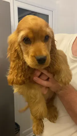 Our golden boy🥰  #puppylove #cockerspaniel #cuteness #fy #fyp 