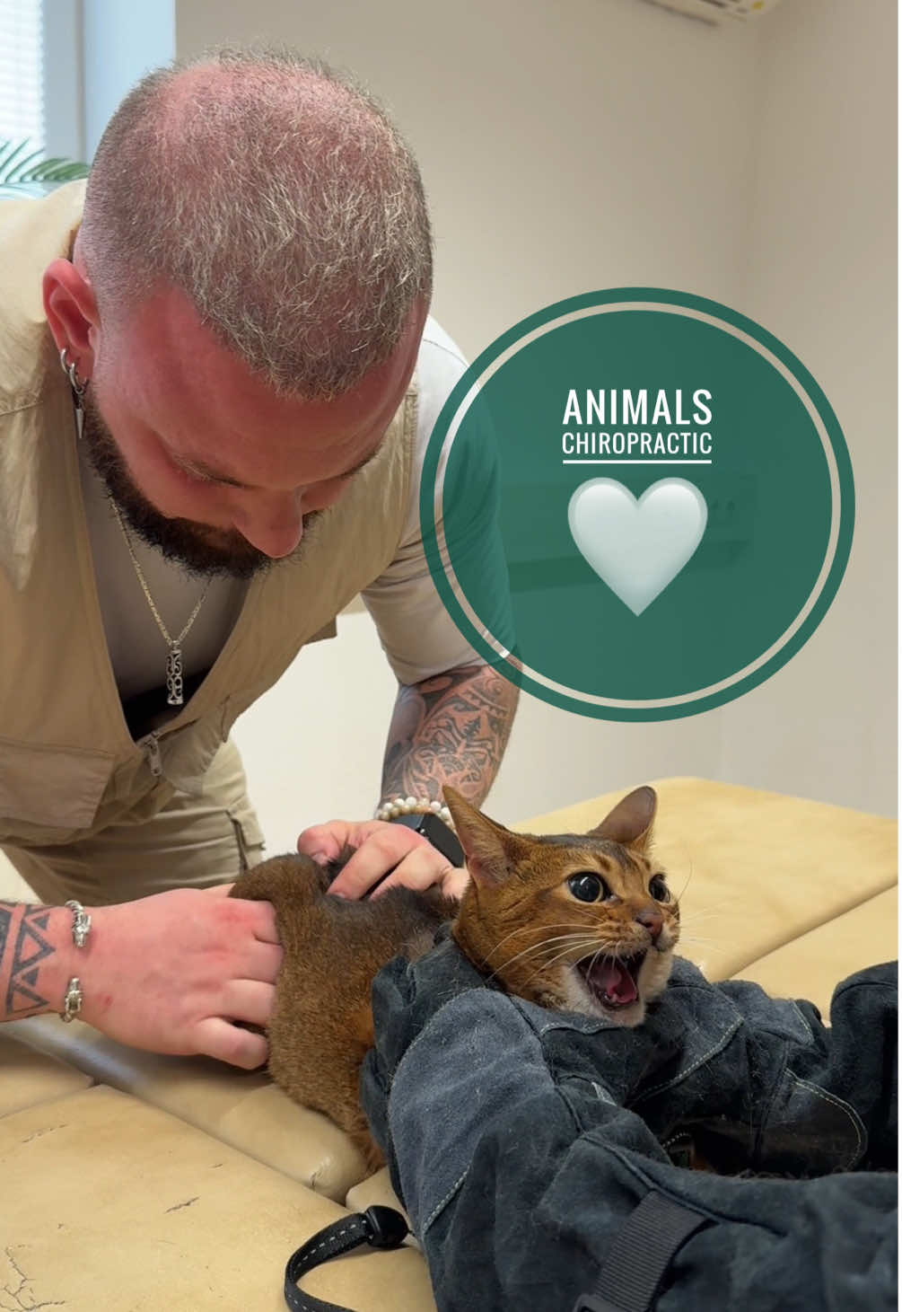 Cat with back pain 🥹🥹🥹 • • • #foryou #asmr #animal #chiropractortiktok #hundeauftiktok 