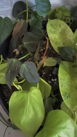 Yes sir ##plant #fyp #PlantTok #plantlover #aesthetic 