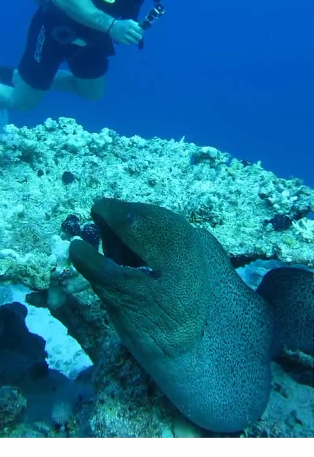 Murena giant! 🇪🇬 #foryou #egipt #monster #diving 