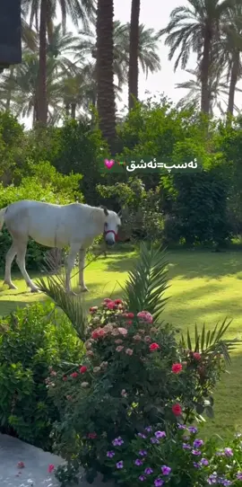 #horse #horseedit #foryoupage #kurd #foryou 