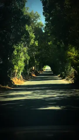 اغاني الرأي القديمة #foryoupage❤️❤️ #viral_video #fyp #الجزائر🇩🇿_تونس🇹🇳_المغرب🇲🇦 #🇱🇾🇱🇾🇱🇾🇱🇾🇱🇾🇱🇾🇱🇾ليبيا  @🌒Moonlight🌒 