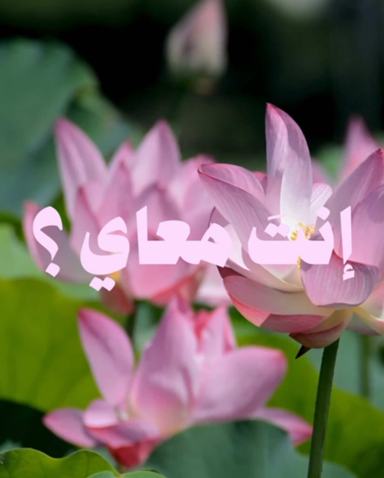 - إنتَ معاي .. 🤍🎧                                      #محمد_عبده  #abdu 