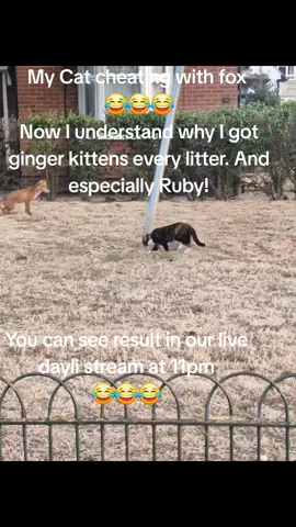 #fyp #cat #fox #cheating #gingerkittens 